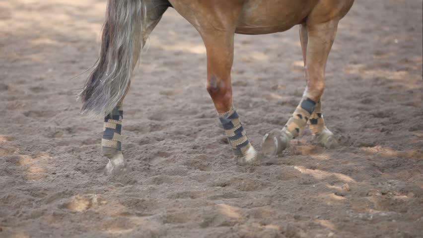 Girl lead horse by sand equestrian field at sunny summer day
