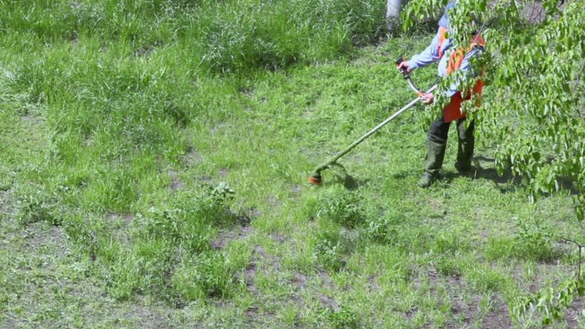 Worker walks with lawn mower and mows grass at sunny summer day