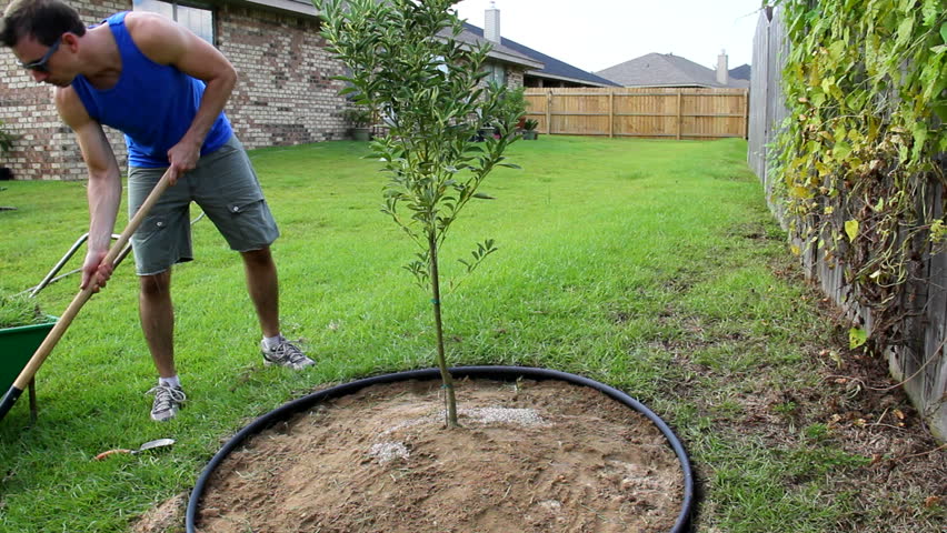 Man Fertilizes Young Fruit Tree
