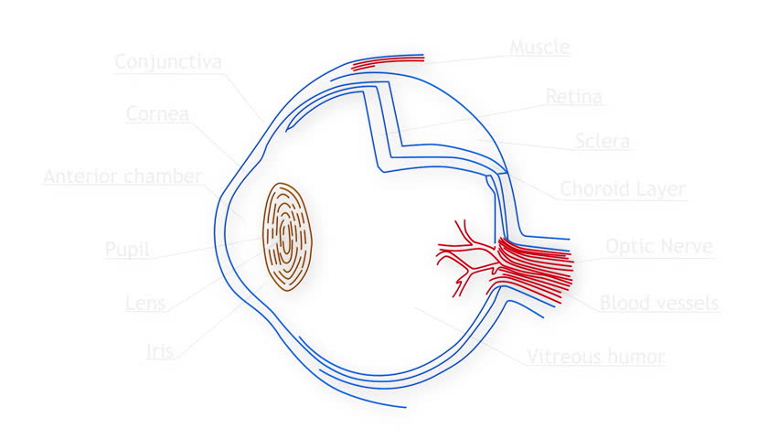Human Eye structure animation illustration