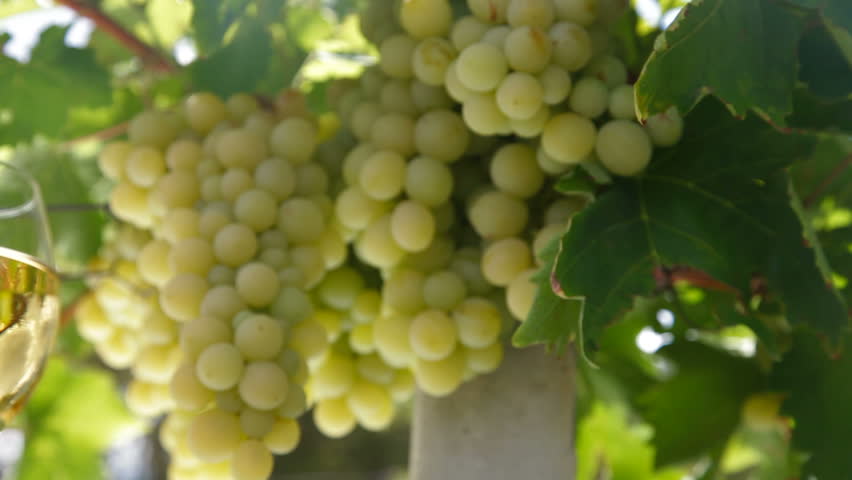 Two glasses of white wine and bunch of muscat white grapes, tracking shot