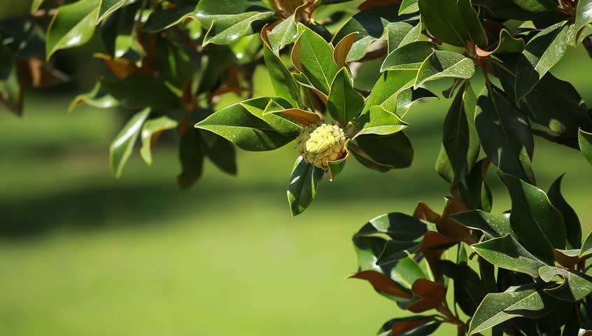 Magnolia tree over blured background