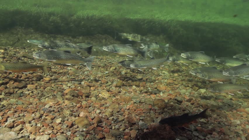 Underwater footage of arctic chars (Salvelinus alpinus) in clear water river, Greenland
