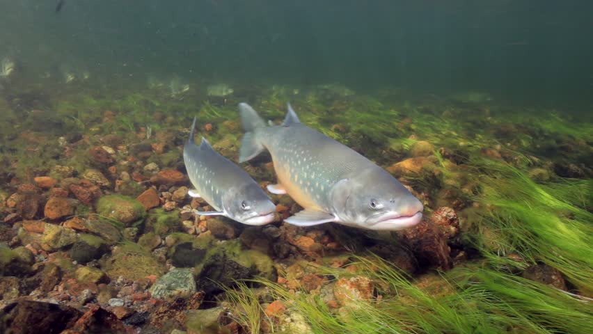 Underwater footage of arctic chars (Salvelinus alpinus) in clear water river, Greenland
