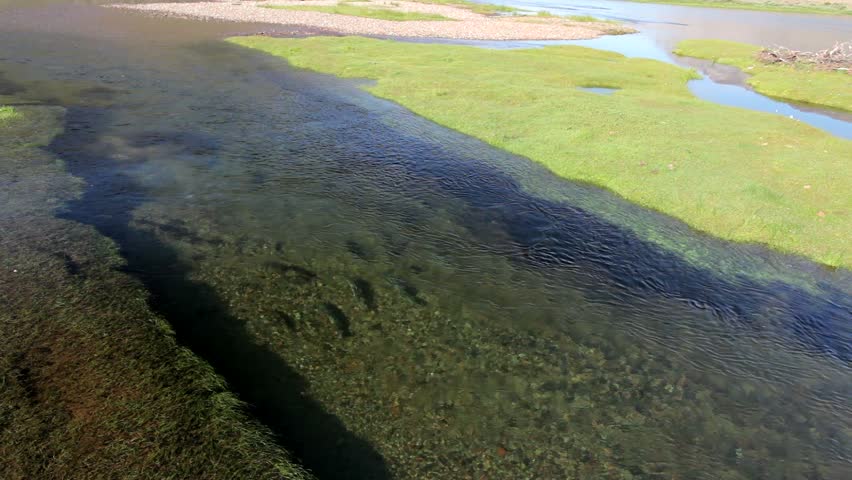 Arctic char (Salvelinus alpinus) in clear water stream, Greenland