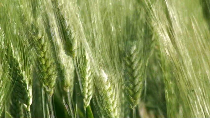 Green wheat ears close up at spring on field