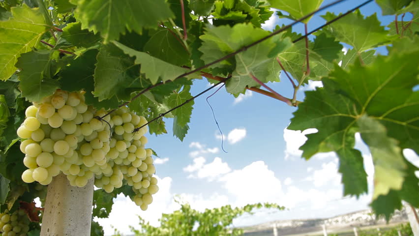 DOLLY: Muscat White Vineyard