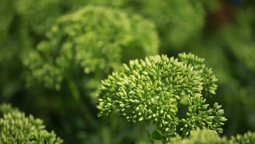 Green plants on blured backgorund