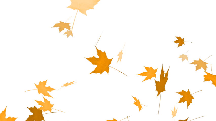 Falling Maple Animation
