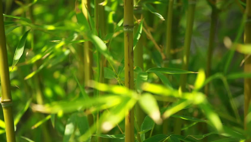 Bamboo forest background