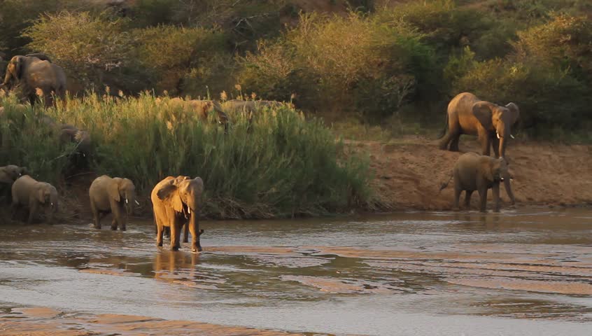Large breeding herd of African elephants crossing the Imfolozi River at sunset.