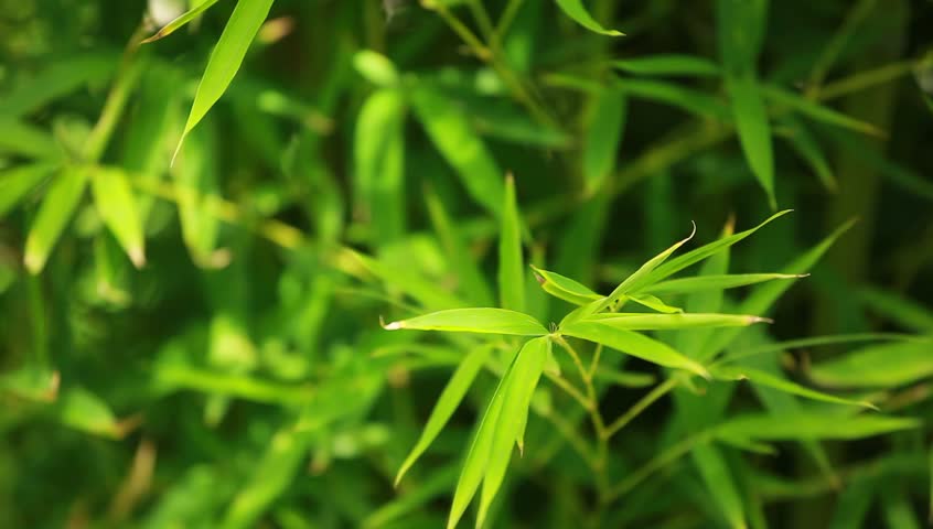 Bamboo forest background