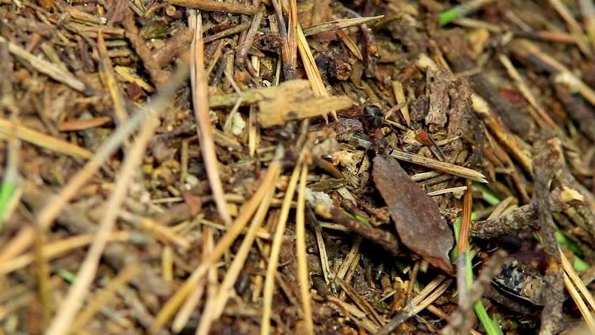 ants in an anthill