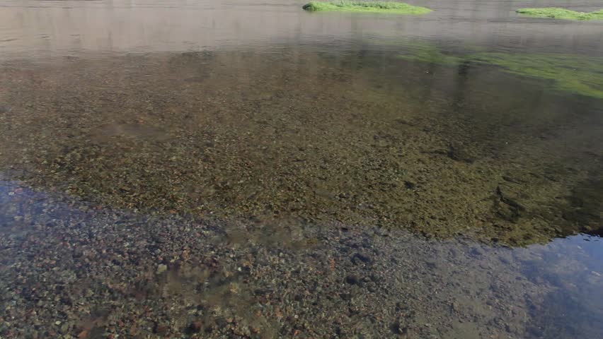 Boom shot of arctic char (Salvelinus alpinus) in clear water river, Greenland