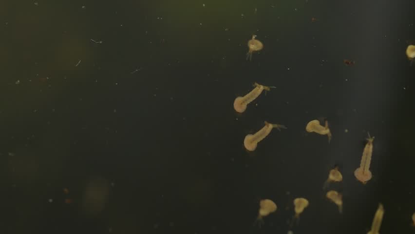 mosquito larvae in water