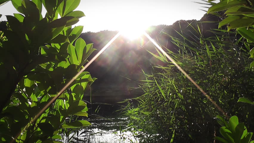 Forest Sunset 2