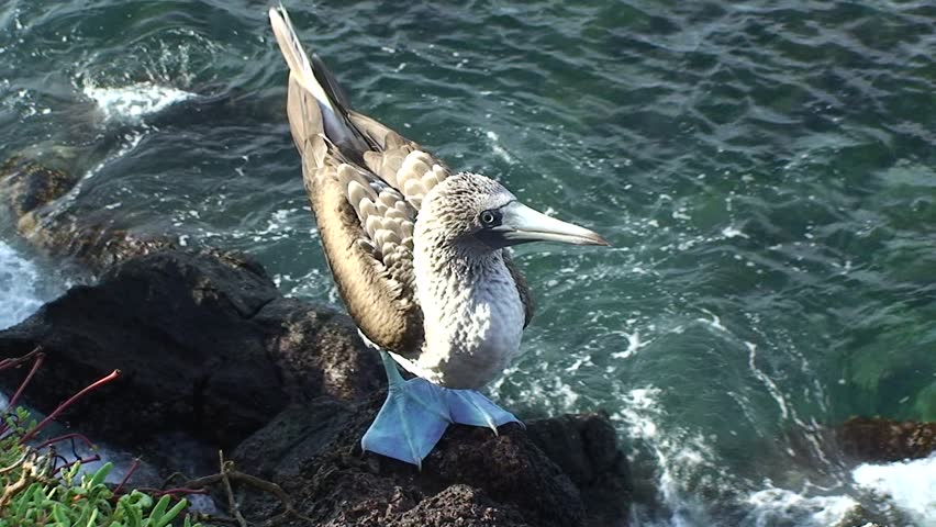 Blue footed booby at cliffs 