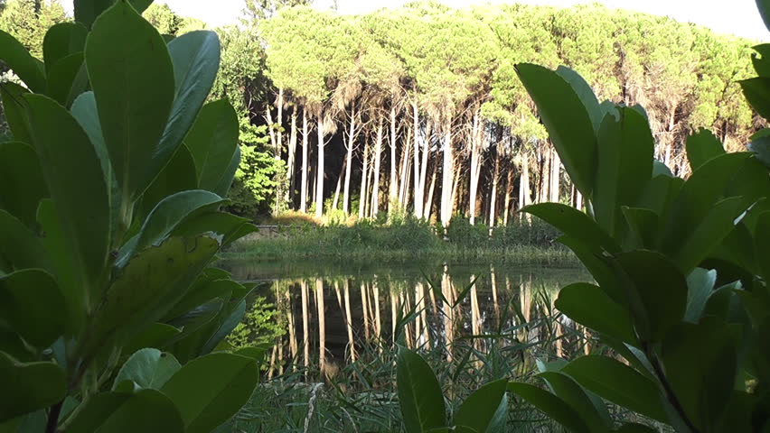 Forest and Trees 