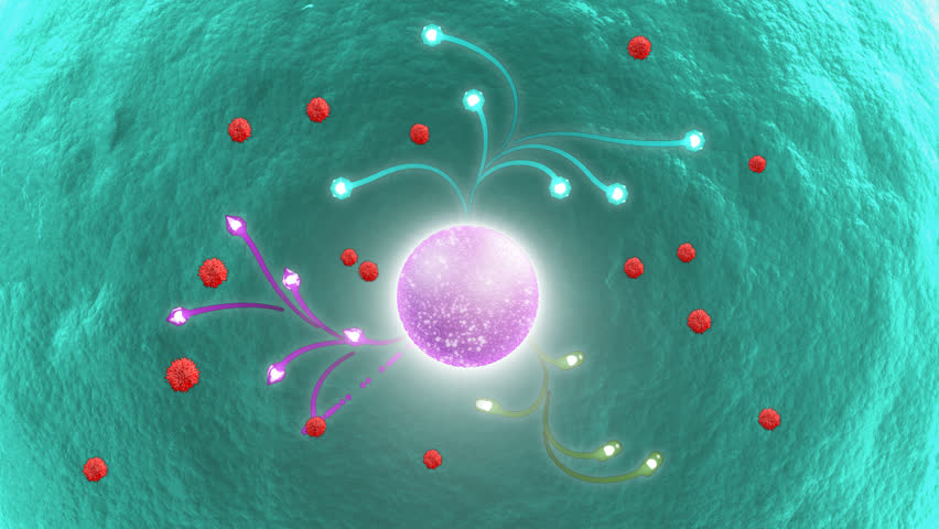 Antioxidants are released from cells in order to prevent the oxidation of reactive oxygen species so to prevent the formation of free radicals which cause damage