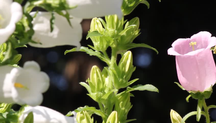 White Bell Shaped Flower Stock Footage Video 2729669 Shutterstock Bell Shaped Flower Hd Stock Video Clip