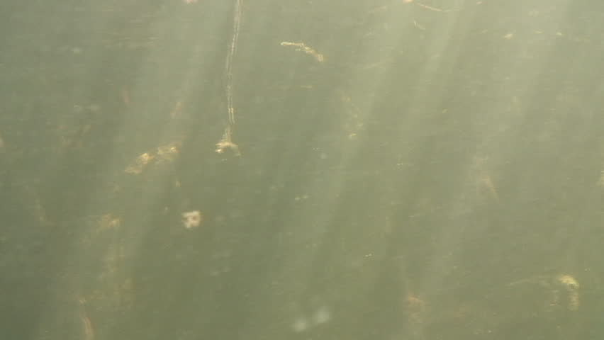 Swimming among the roots of mangrove trees underwater