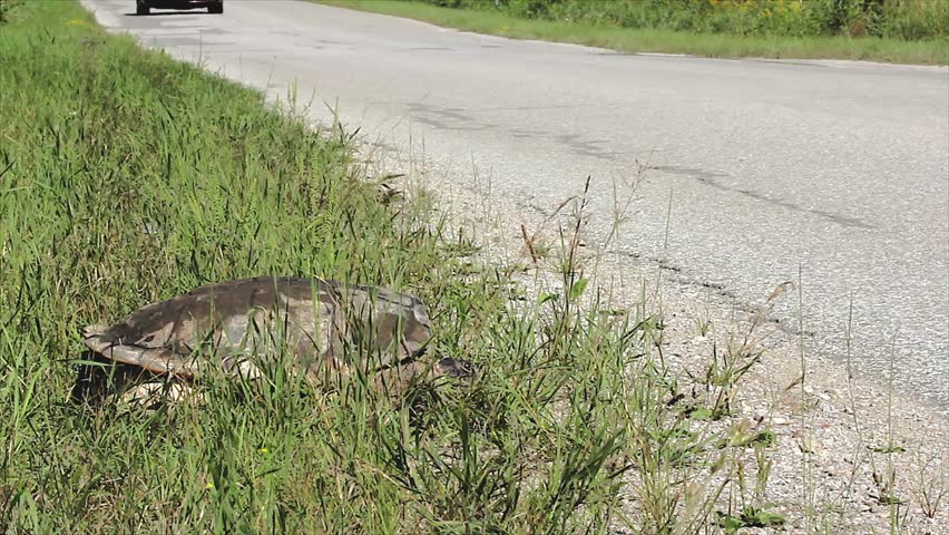 A Snapping Turtle (Chelydra serpentina) Looks Out Onto the Road as a Car Speeds By. Road Mortality is a Leading Cause of Decline in Turtle Species.