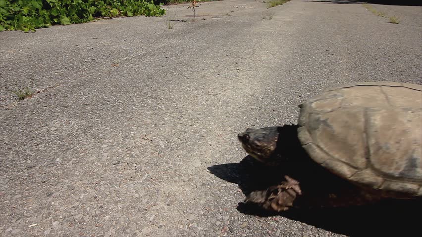 A Snapping Turtle (Chelydra serpentina) Crosses a Road and then Stops and Lays Down in Traffic. Road Mortality is a Leading Cause of Decline in Turtle Species.