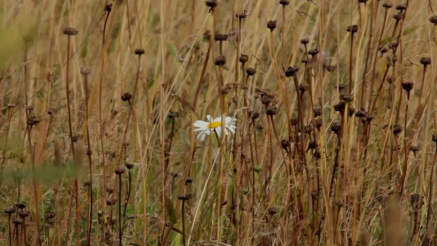 One white daisy among the yellow withered stalks of plants