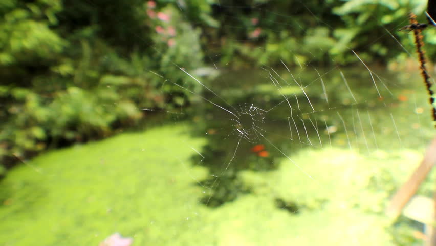 spider web