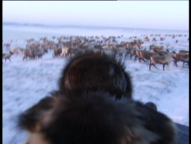 Chukchi shepherd on cross-country vehicle in polar tundra. Hunting with lasso for reindeers with sunset background