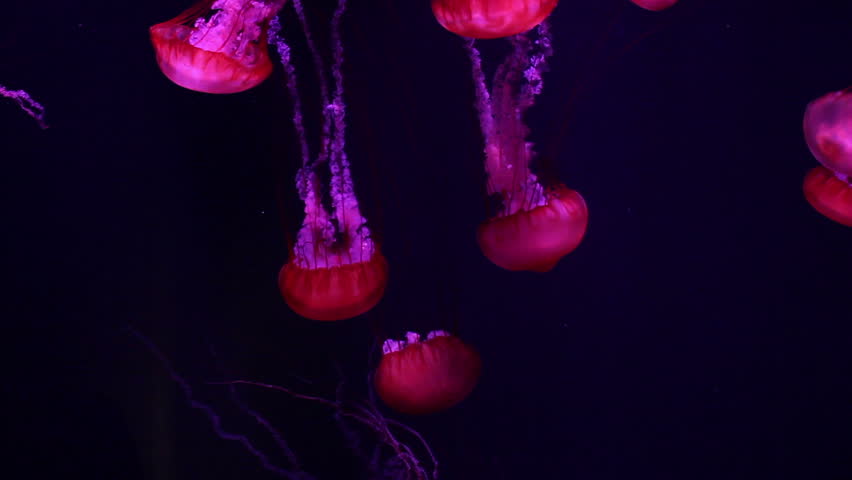 a lot of red jellyfish medusa in a black void, natural background