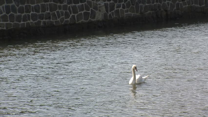 Prague, Czech Republic - July 2012: Swan zoom out to The statue of Harmony