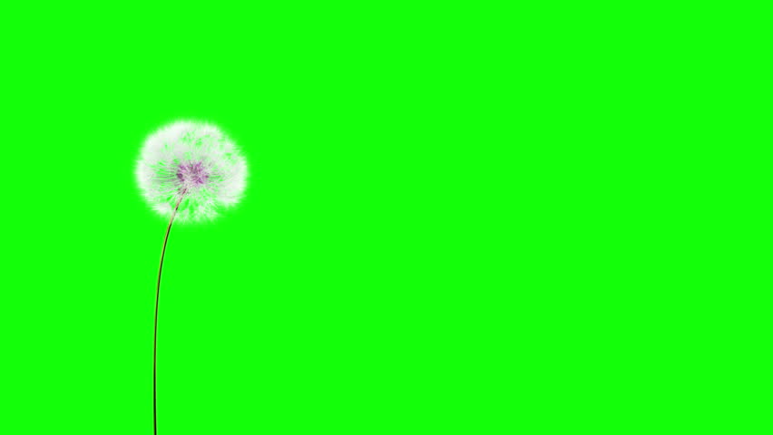 Dandelion on the wind (GreenScreen). You can change background or add graphics to this clip, using greenscreen keying.