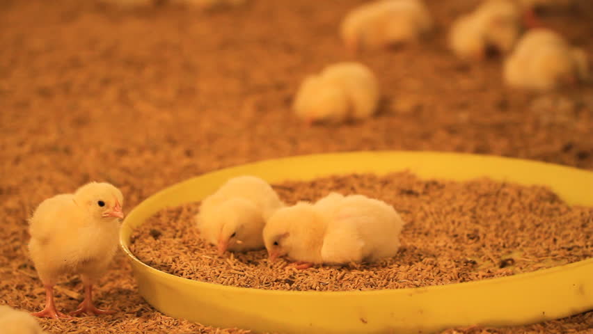 Crowd of chick eat feed on tray.