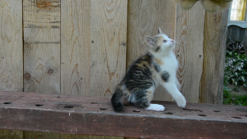 domestic kitten playing with lion toy
