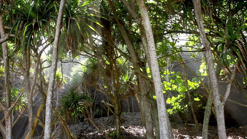 Tropical Canopy, Palm Trees, Rain Forest, Light Rays, Maui