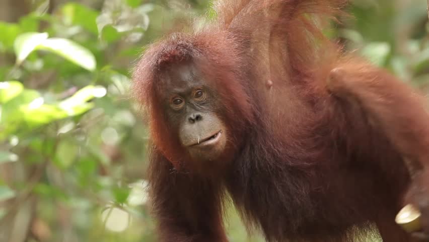 Orang-utan at Camp Leakey in Tanjung Puting National Park, Borneo