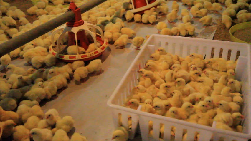 crowd of chick out box on paper in blooder
