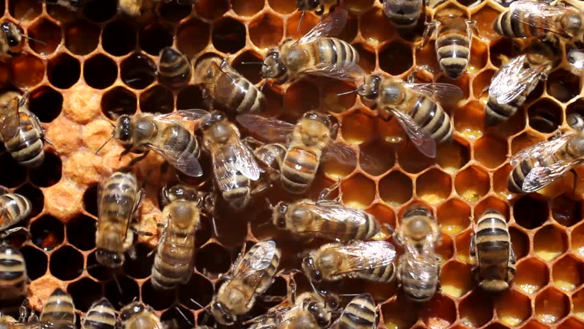 Life and reproduction of bees
Bees caring for larvae. They feed them and blowing air.
