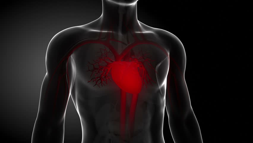 Heart Beat In Loop Stock Footage Video 2757722 | Shutterstock