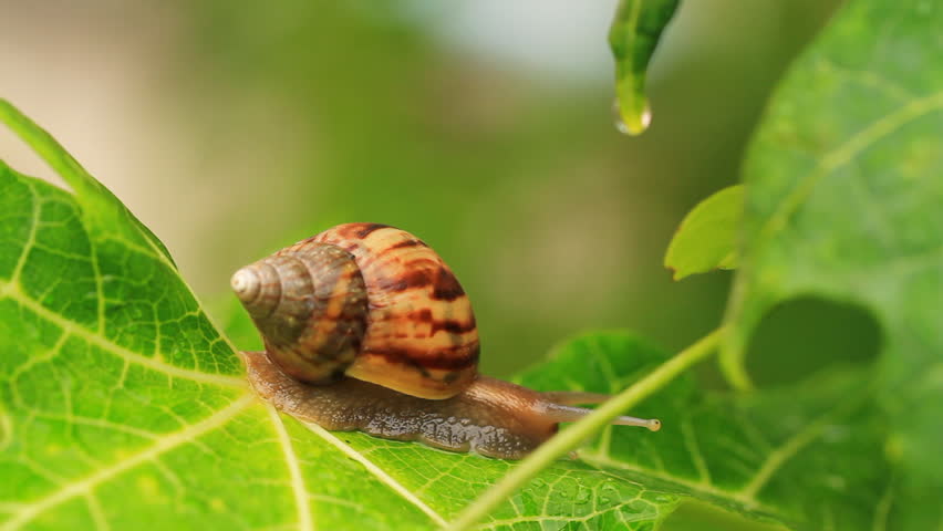Close-up of  snail walking on the leaf; also known as Roman snail, edible snail or escargot

