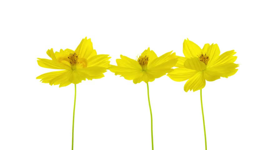 three yellow flowers withering on white- time-lapse