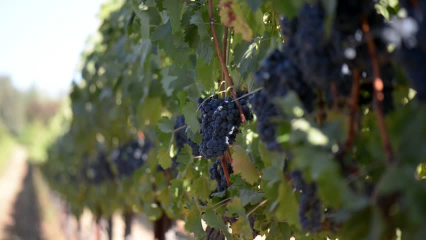 Grape Vineyard