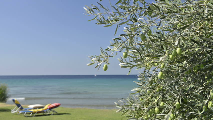 Sunbeds by an Olive tree and a clear blue sea