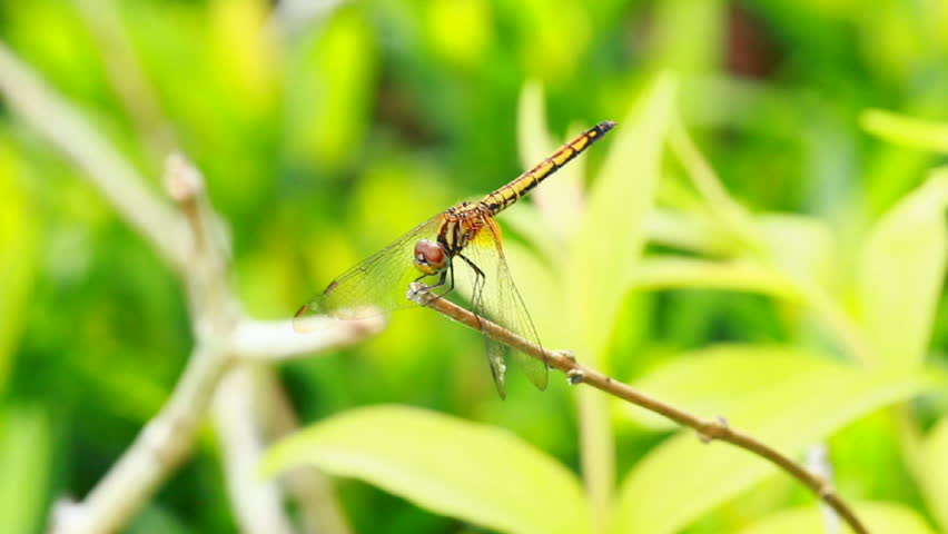 yellow dragonfly holding branch of tree against the wind