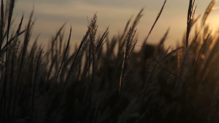 meadow grass swaying in the sun