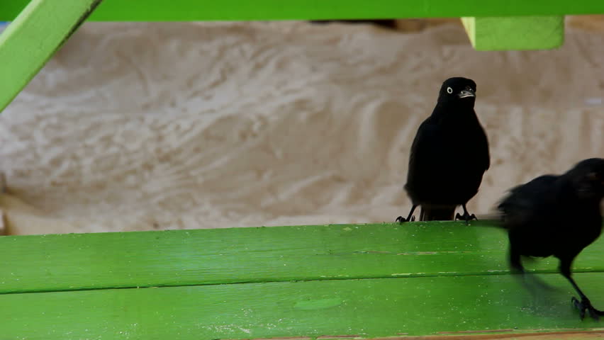 Scavenging Grackles
