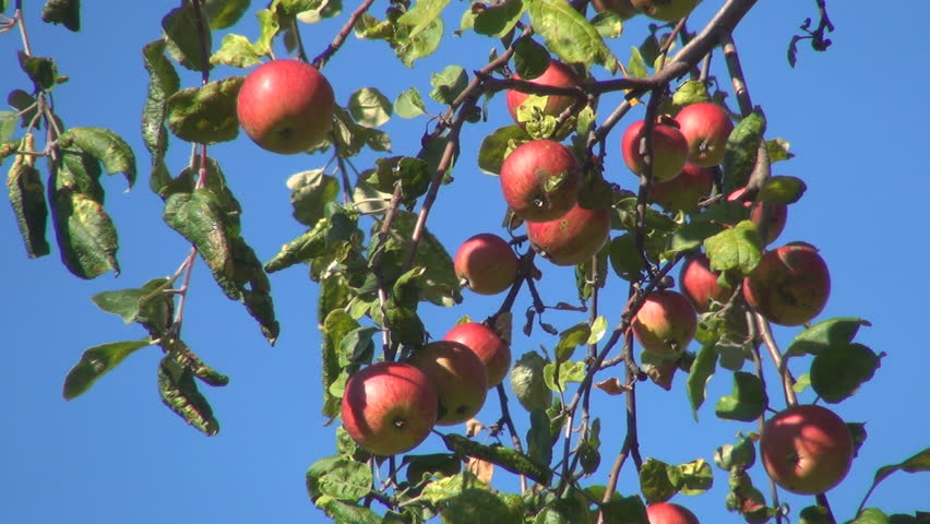 Apple Orchard, Apple Tree, Branches of Apples, Ecological Apples, Organic Fruits, Close Up  