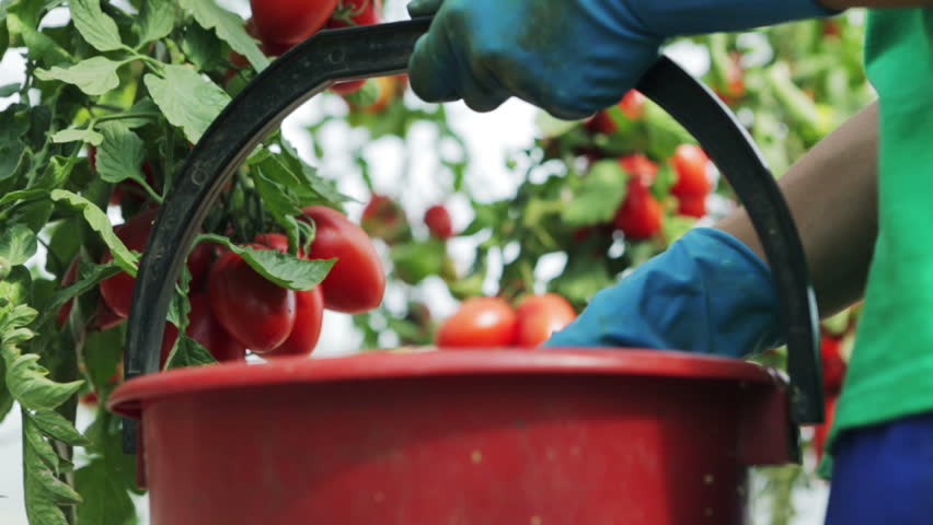 Crop of tomatoes in the greenhouse