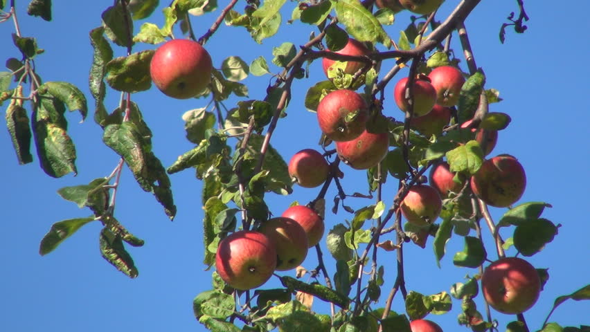Apple Tree, Branches of Apples, Ecological Apples, Organic Fruits, Apple Orchard on a Beautiful Blue Sky